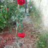صورة aeda anbar