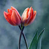 صورة فيصل المحارمه